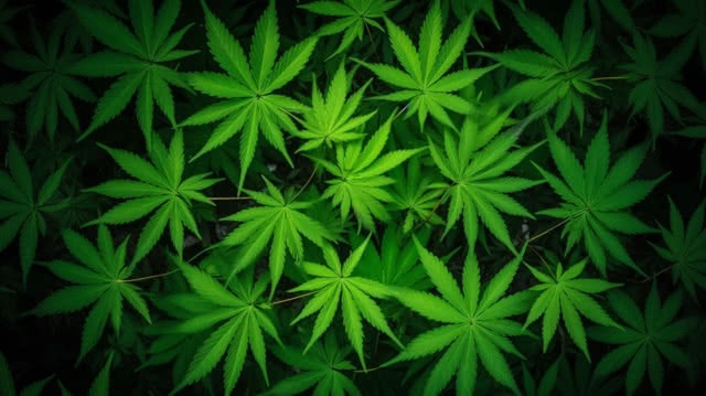 cannabis dark web