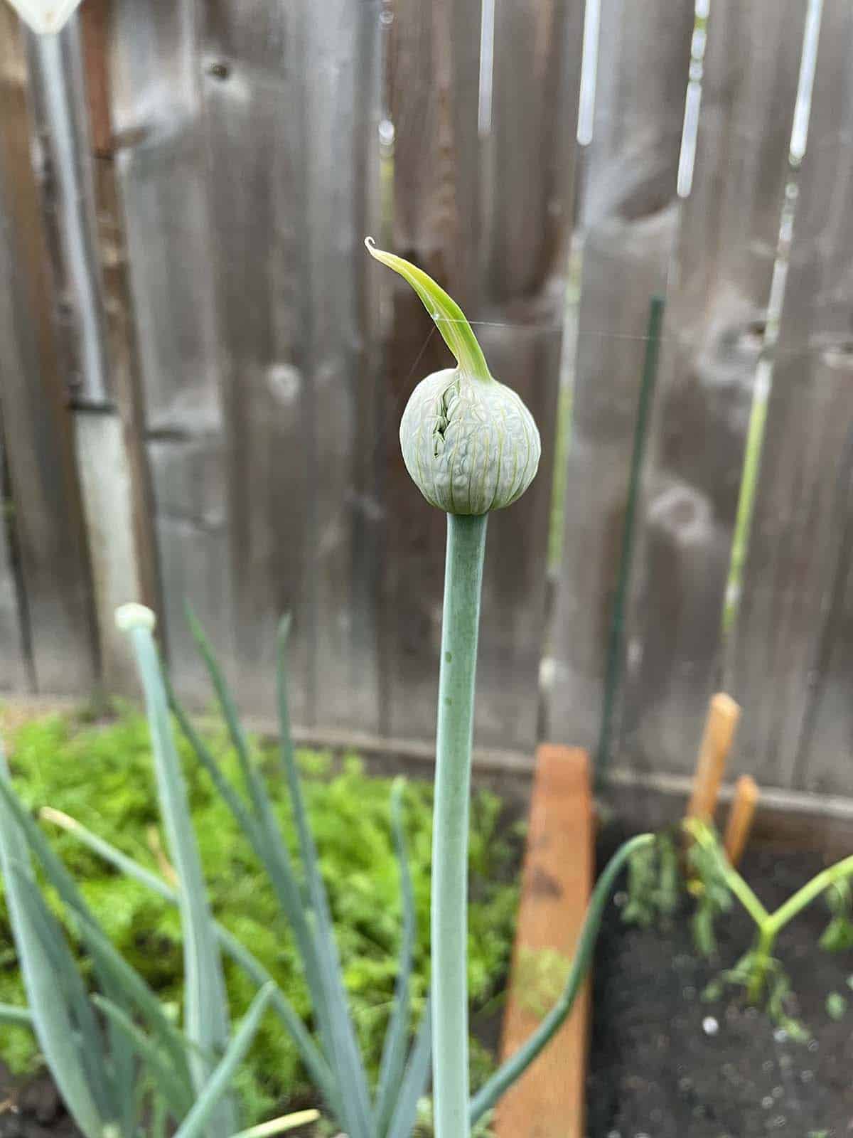 0day onion