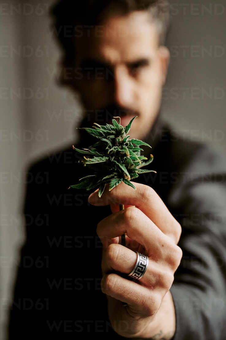 cannabis dark web