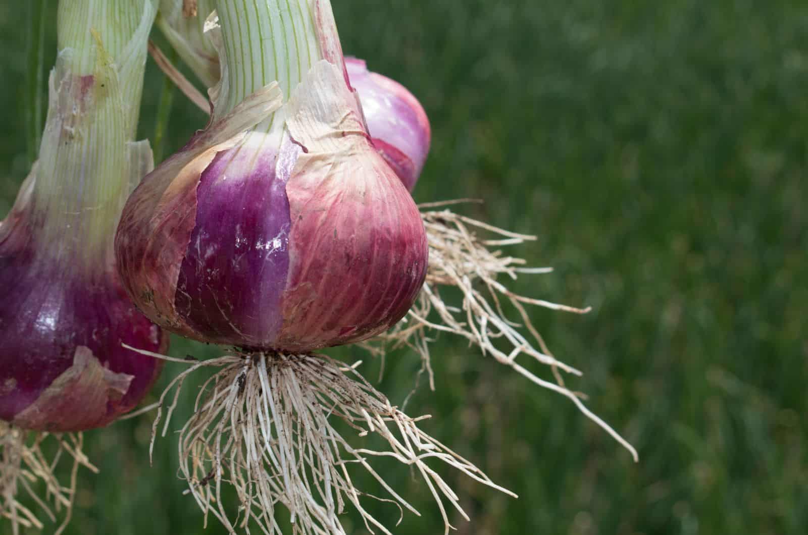 .onion links